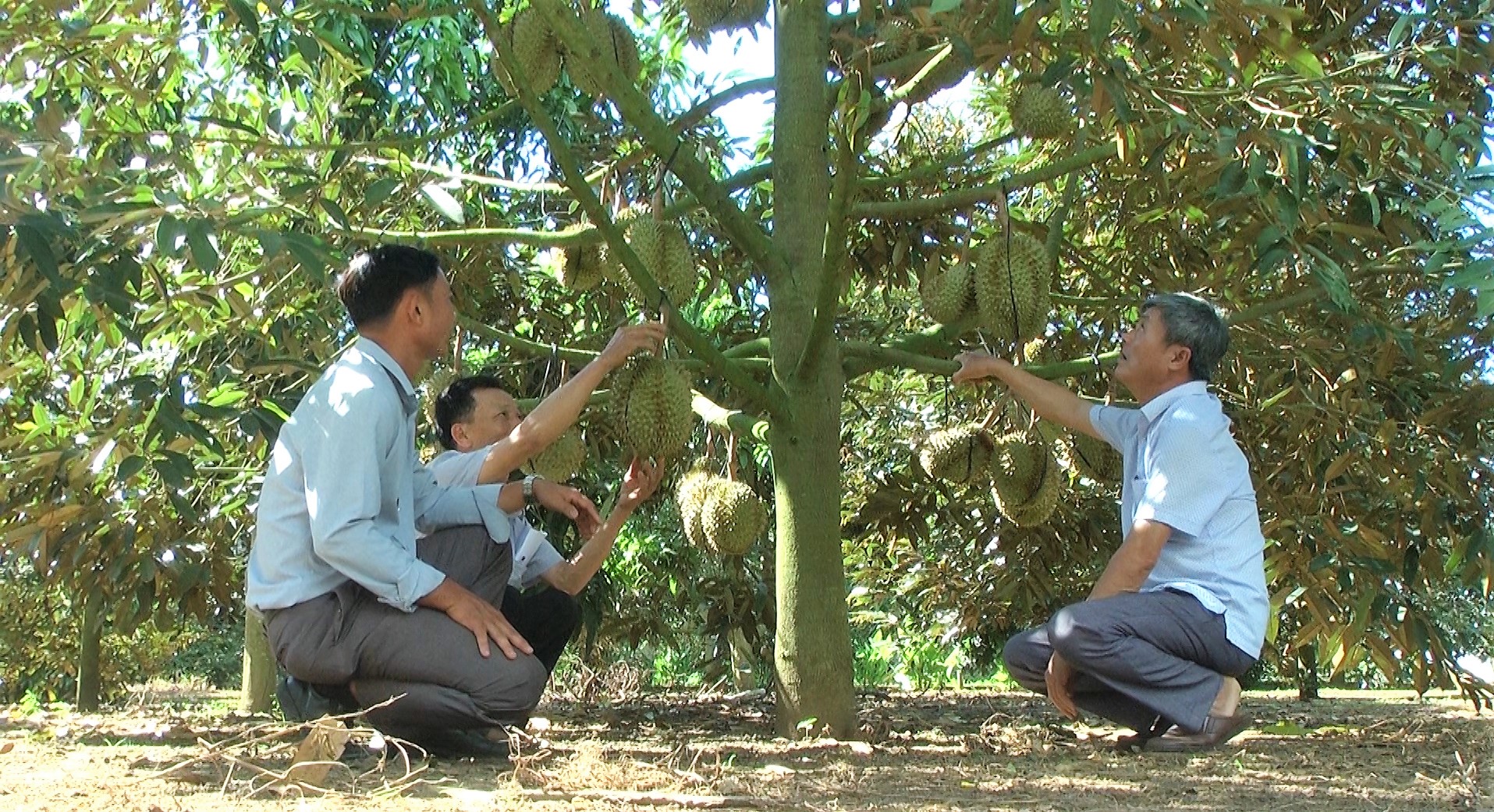 Hợp tác xã nông nghiệp Sầu riêng Quang Tiến xã Cư Ni Hướng đến xây dựng vùng sầu riêng an toàn